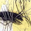 50.z.gelb.kl.2.jpg (4556 Byte)